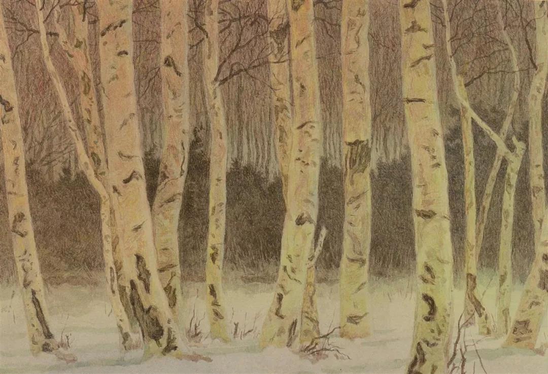 白桦林  17x25cm  2018年.jpg